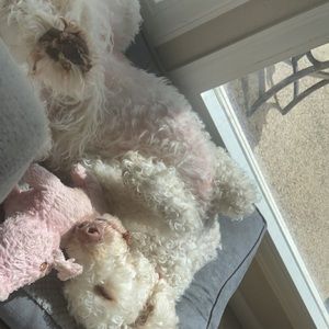 Meet your Posher, Maggie